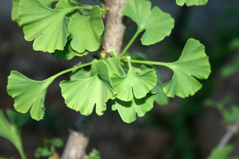 Ginkgo Biloba May Help Brain Recovery After Stroke