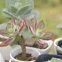 Stuck on Succulents: 5 Tips for Keeping Your Succulents Alive!