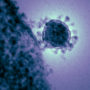 Coronavirus: WHO Labels Outbreak as A Pandemic