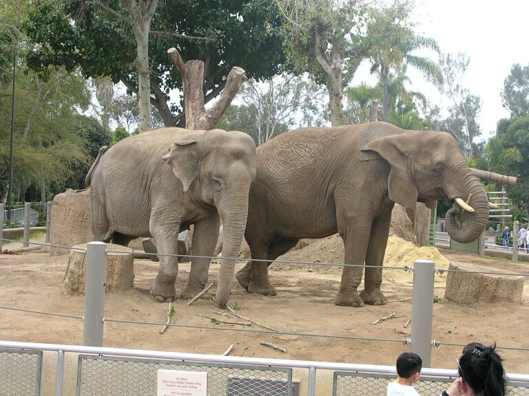 Heartwarming Display of Animal Instinct: Elephants Huddle to Shield Calves During San Diego Earthquake
