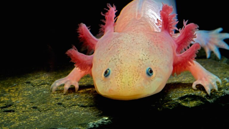 Hope Floats: Endangered Axolotls Released in Symbolic Conservation Effort